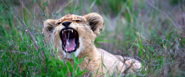 Lions roar, Kenya