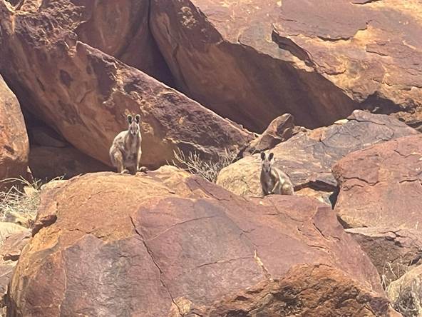 Kangaroo kangaroos on a rocky hill
AI-generated content may be incorrect.