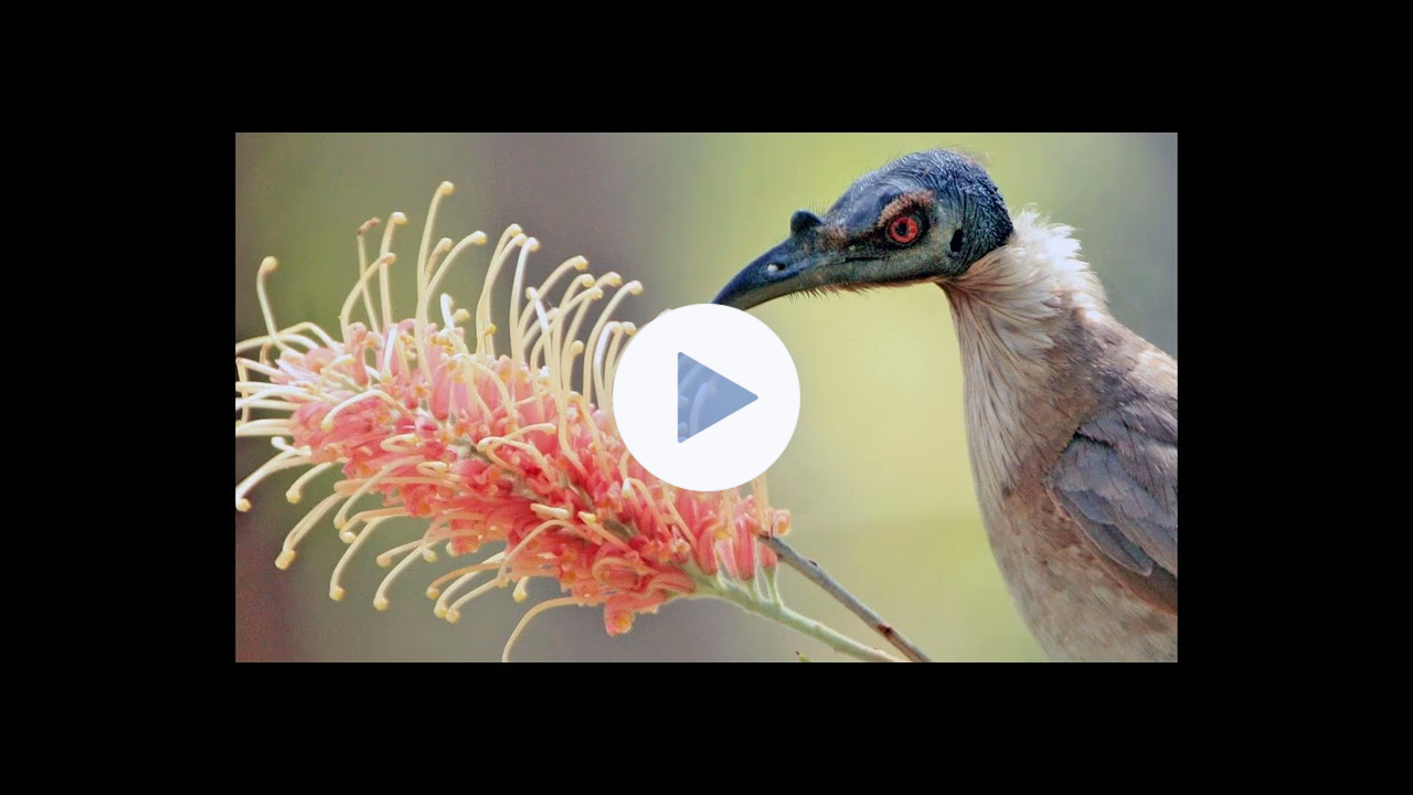 Silki Oak Leather Head