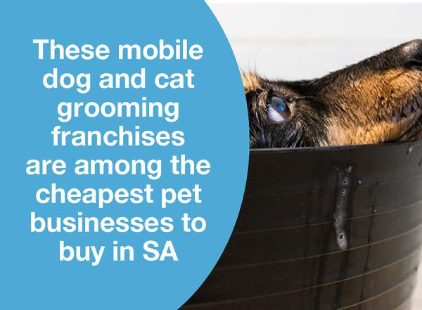 THESE MOBILE DOG AND CAT GROOMING FRANCHISES ARE AMONG THE CHEAPEST PET BUSINESSES TO BUY IN SA