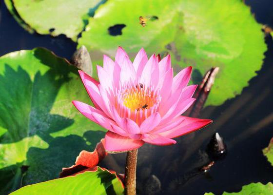 Upload an image for week 1