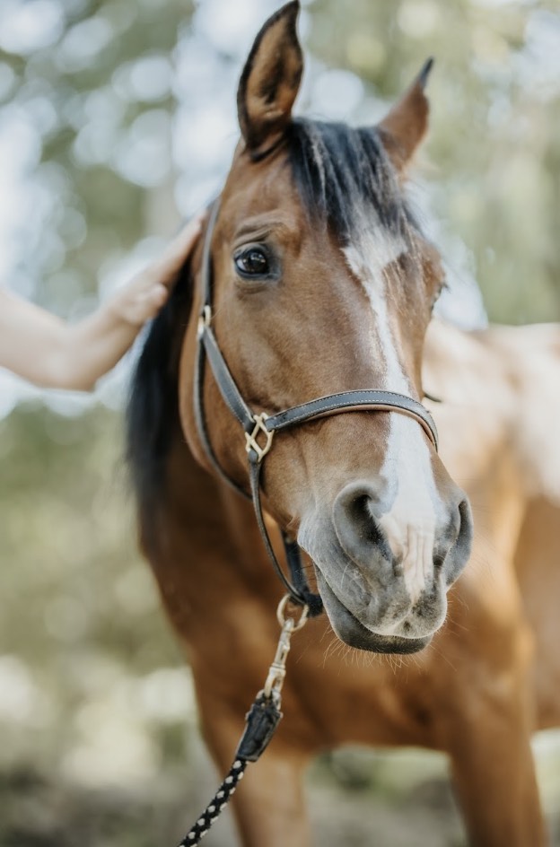 The Rancho's horses