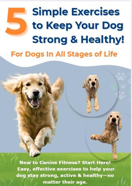 5 simple exercises to keep your dog strong and fit