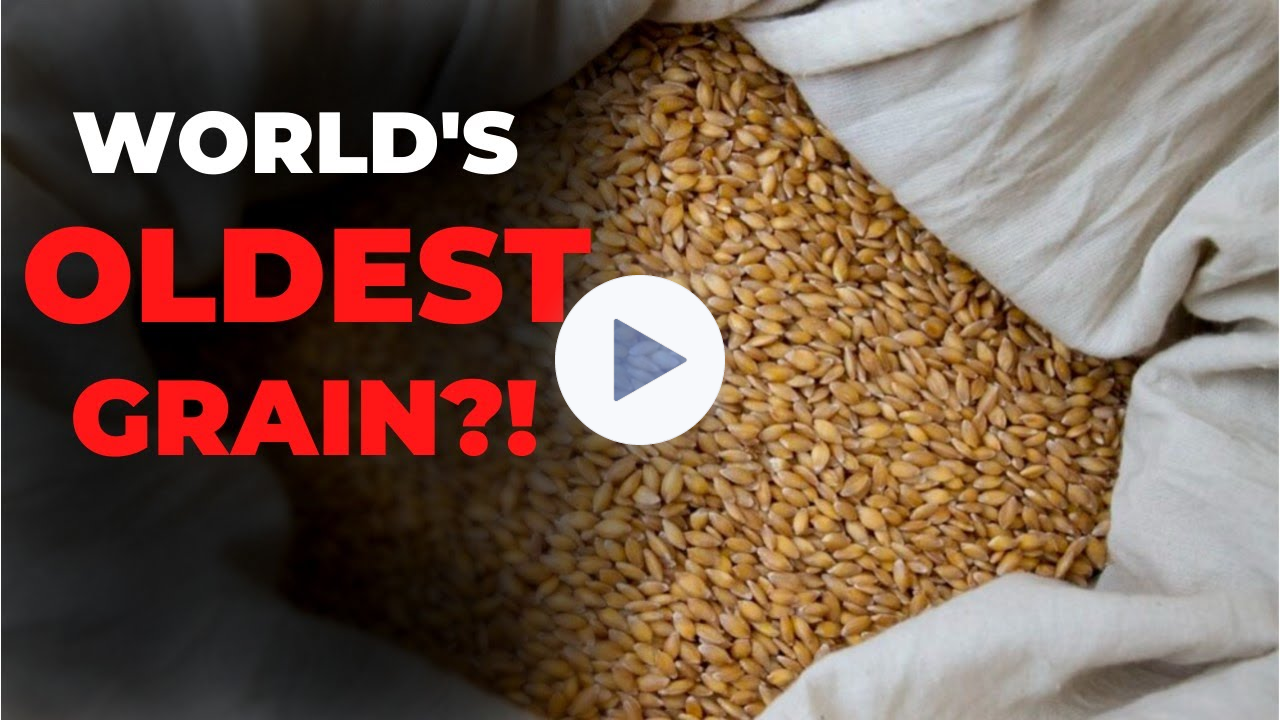 What is Einkorn Wheat - World's Oldest Grain: Interview with Sue Becker