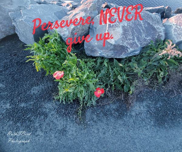 Holiday Challenge Increase Your Business