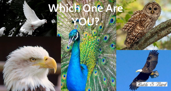 What Networking Bird Are YOu