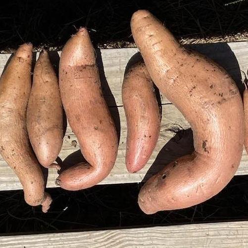 closeup of fresh sweet potatoes harvested
