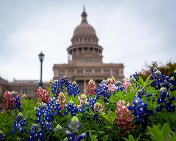 Portrait of bluebonnets in front of the Texas Capitol, which is out of focus