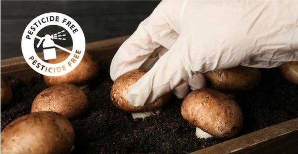How to Enjoy Pesticide-free Mushrooms at Home​​​​​​​