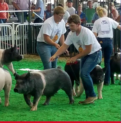 Young farmers exhibit and compete at the Floyd County Fair