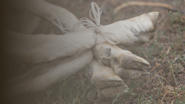 The Power of the Pesach