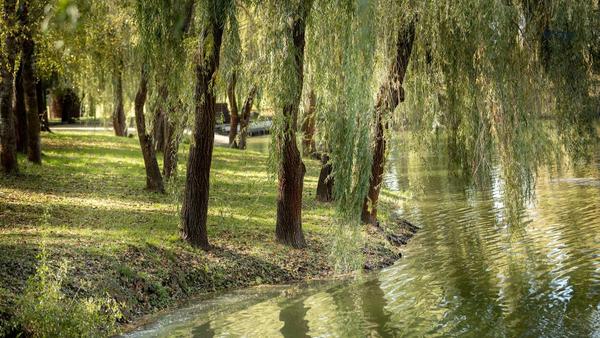 The Chesed that Built the World