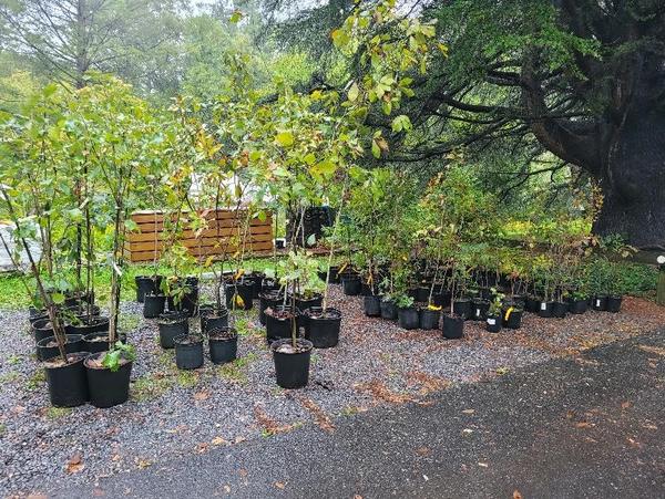 pots of trees ready to be planted