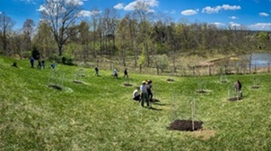 people planting trees in an open grassy area