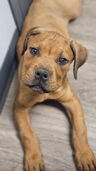 Boerboel Puppy