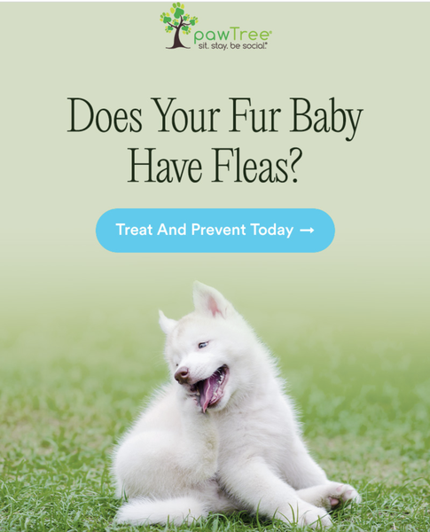 Does you fur baby have fleas?