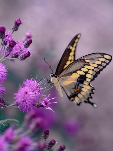 Photo by <a href="https://unsplash.com/@aaronburden?utm_source=unsplash&utm_medium=referral&utm_content=creditCopyText">Aaron Burden</a> on <a href="https://unsplash.com/photos/shallow-focus-photography-of-yellow-and-black-butterfly--TYvt5pmKng?utm_source=unsplash&utm_medium=referral&utm_content=creditCopyText">Unsplash</a>