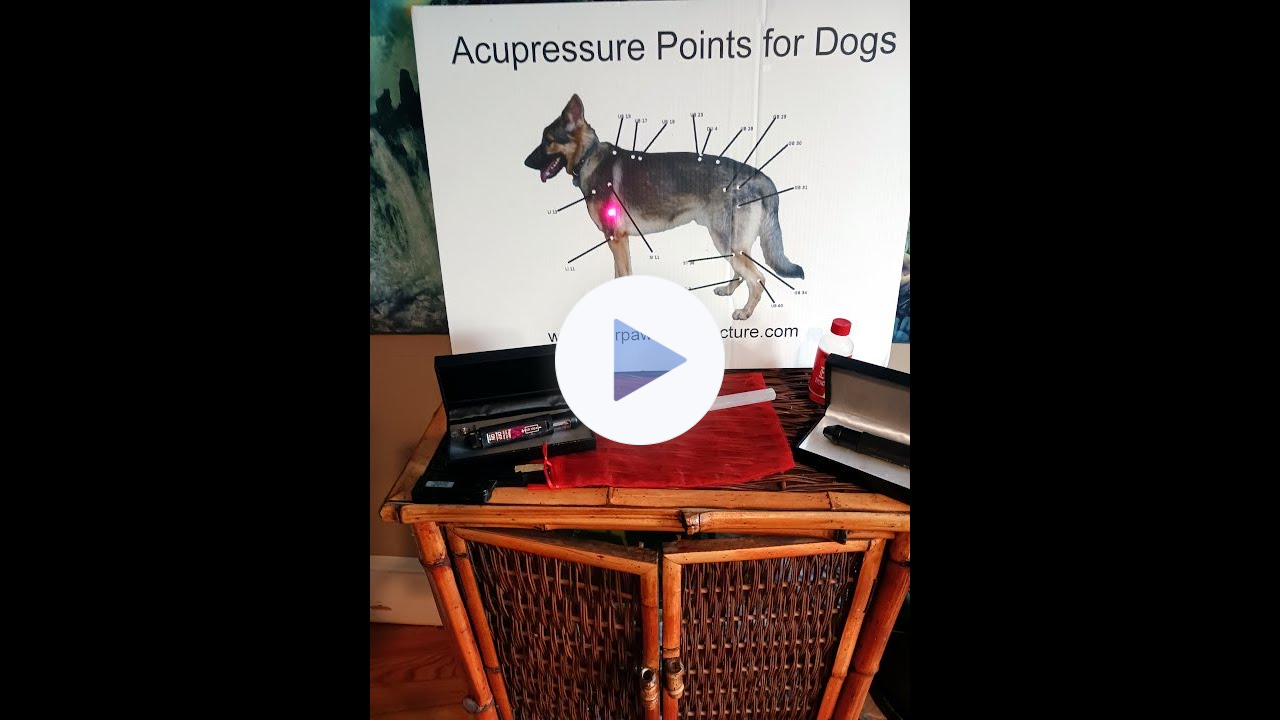 🔴HOW TO USE A LASER 🔴At Home 4Pets🐾#acupressure #laser #acupuncture #pets #petlover #holistichealth