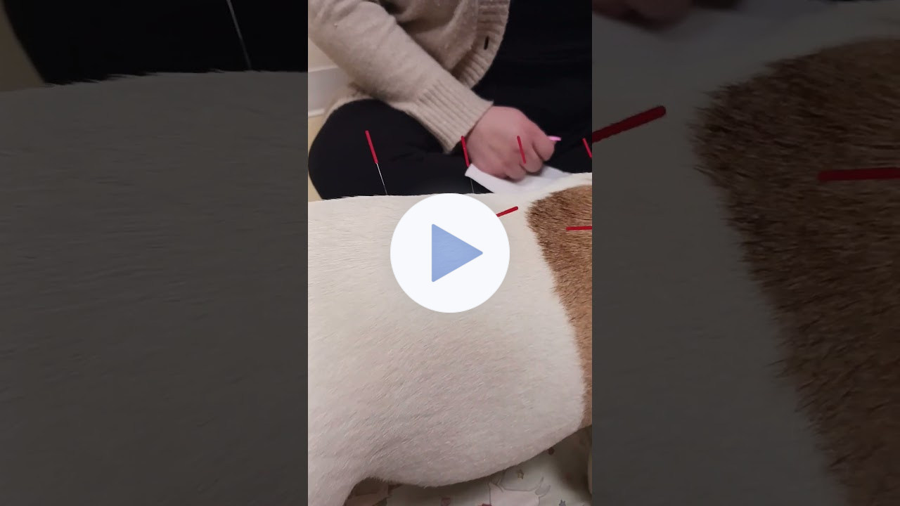 🦴Acupuncture With Treats! 🐾French Bulldog Kobe Happily Snorting Through His Session 🐾