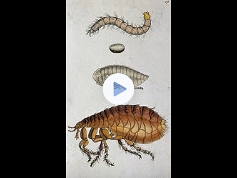 🐜Natural Solutions 🐛Getting Rid of Flea & Flea Eggs in Your Home 🐜