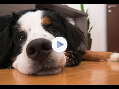 Is My Dog in Pain? 🐕‍🦺 Q & A🐾 Signs & Symptoms Your Dog May Be In Pain 🐶