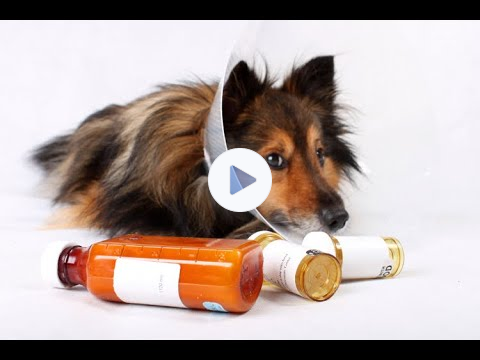 Safe Homeopathic Pain Remedy for Pets & People