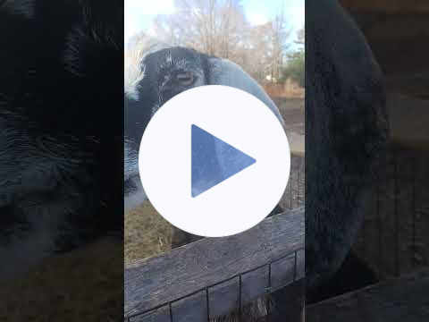 🎄Holiday Goats🐐Laverne & Shirley🎅🏼 Holiday Wishes🐐#goat #christmas #animals #pets #pig #farm #goats