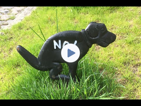 😲 HELP ...My Dog Has the Runs! 💩Natural Solutions for Diarrhea 🐶