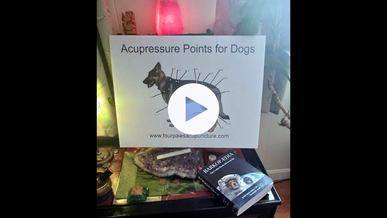 ☯️ ACUPRESSURE FOR YOUR PETS🐾Relieve Pain, Symptoms, Anxiety & More🐾#petwellness #pets #acupressure