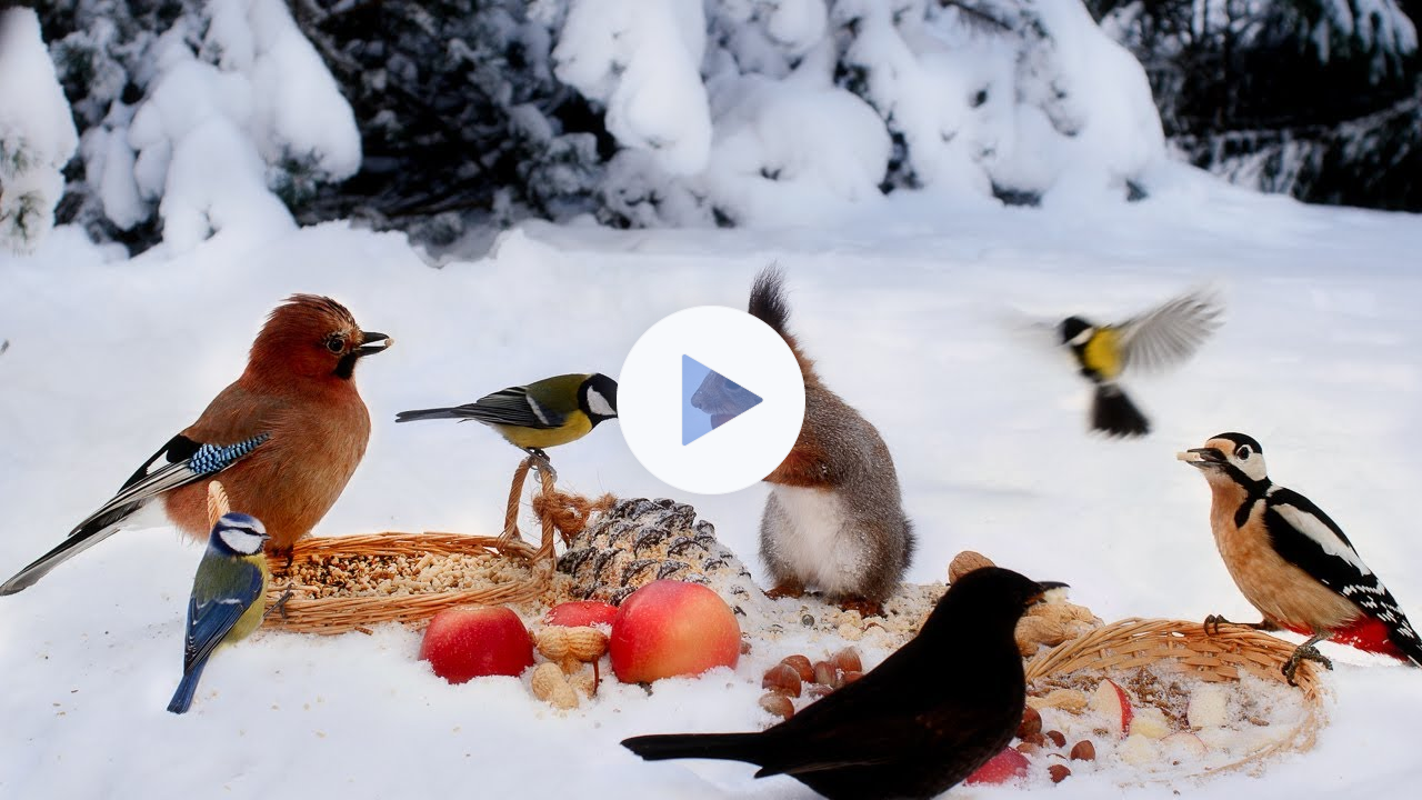 Forest Friends in Winter Wonderland: 10 hours Cat & Dog TV