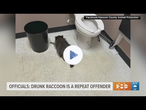 WFAA Meteorologist Greg Fields calls for an investigation into drunk raccoon crime spree