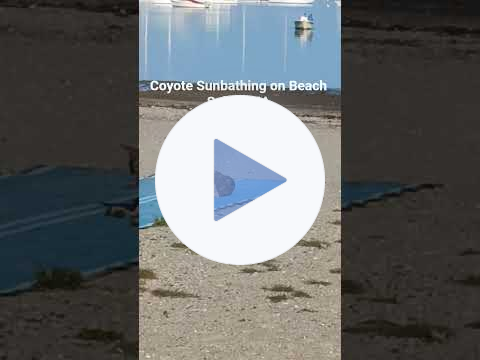 😎Coyote Sunbathing on Dead Horse Beach🏖️#salemwillows #coyote #salemmassachusetts #nature #coyotes