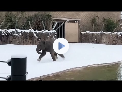 Houston Zoo animals discover snow for the first time