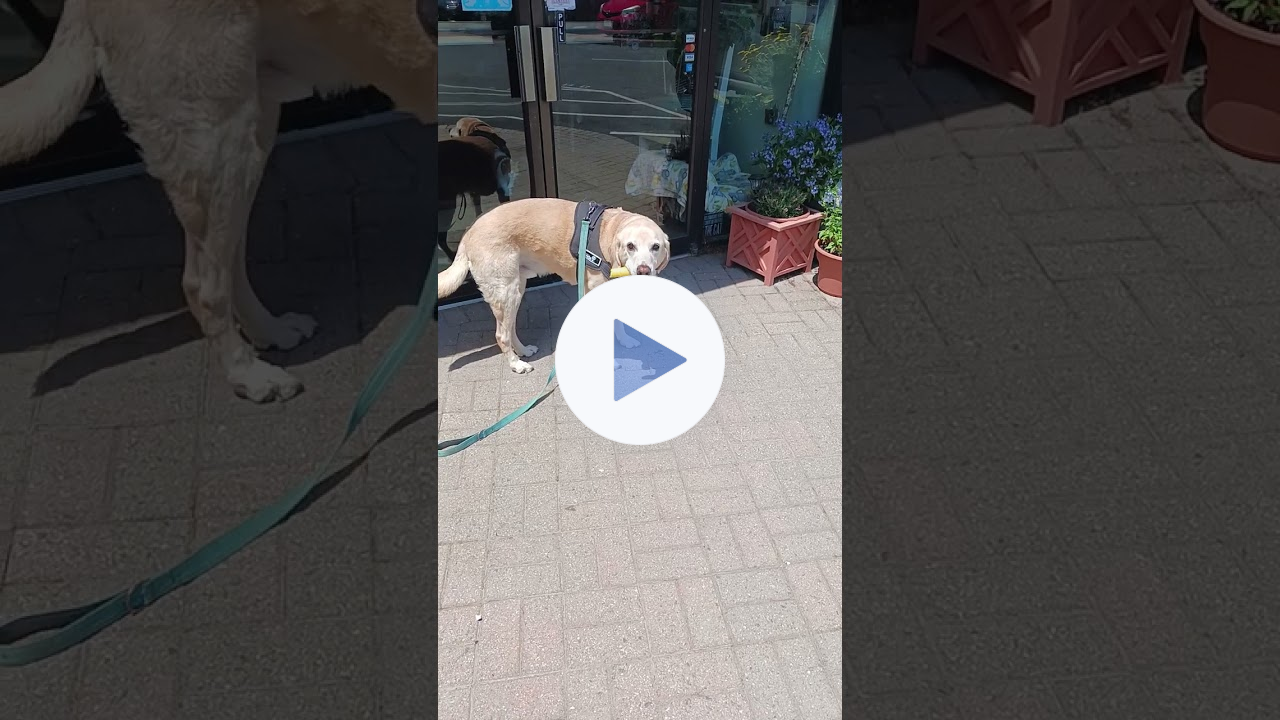 🐾Sweet Sammy the Lab🐕Devours a Carrot🥕B4 Acupuncture Treatment☯️#pets #dog #acupuncture #doglover