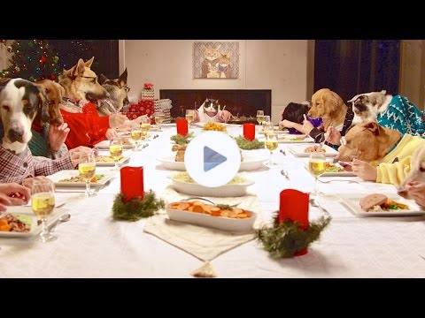 Freshpet Holiday Feast - 13 Dogs and 1 Cat Eating with Human Hands