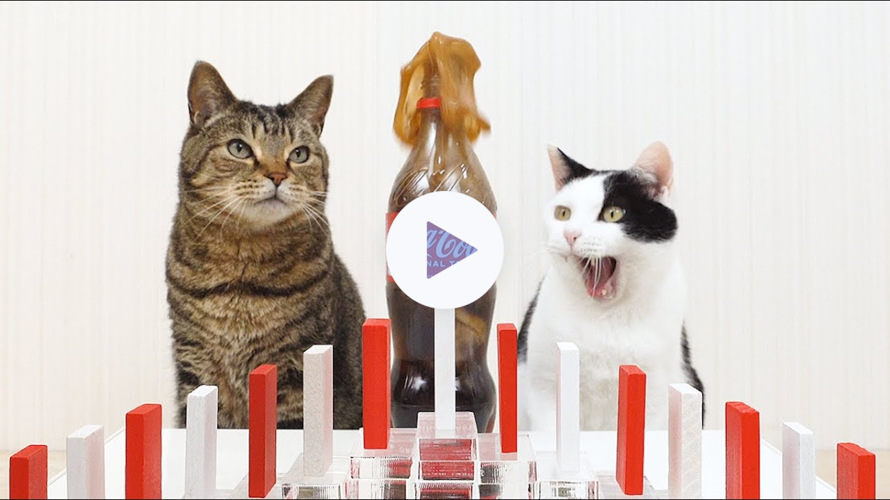 Cats and Mentos Cola & Domino