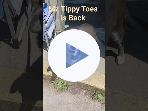 🐾MZ TIPPY TOES 🐾 BACK by Popular Demand🐾#salemmassachusetts #pets #dog #dogs #beach #summer #love