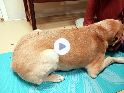 A Few Seconds of Sammy 🐾 During his Acupuncture Session