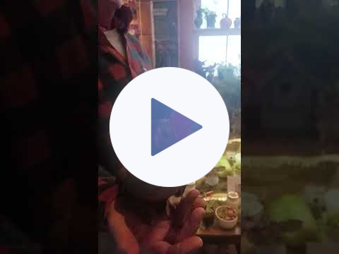 🐓Napoleon the Rescue Rooster🐓#rooster #rescueanimals #farming #farmstand #animals #pets #chicken