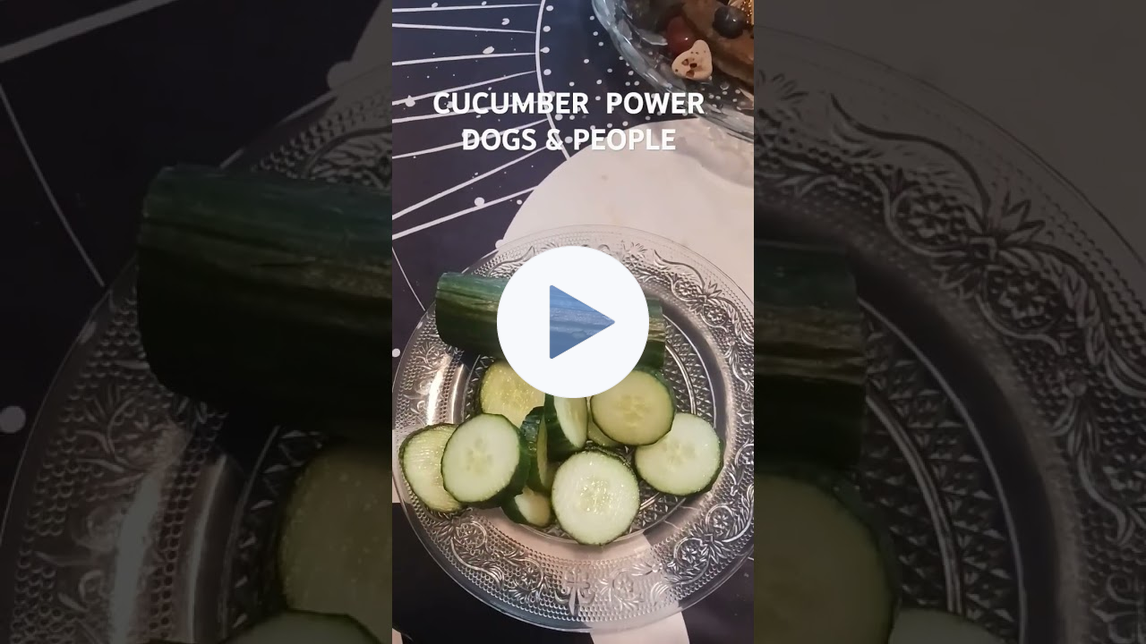 🥒Crunchy LOWCal Treat 4 Dogs 🐕‍🦺& People🥒 4 Bones🦴WeightLoss⚖️Immune #dognutritiontips #dog #snacks
