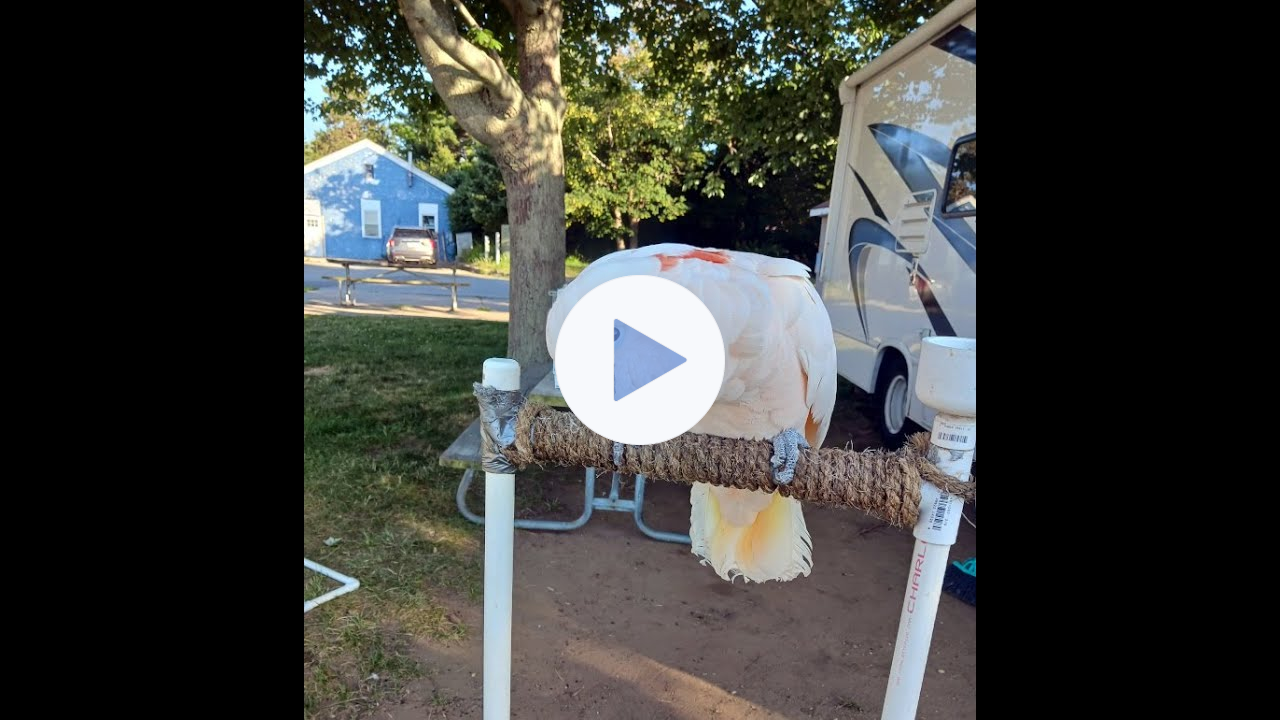 🦜Exotic Birds⛺Camping at 🪶Winter Island 🏕️Salem MA🧹#birds #pets #salemmassachusetts #nature #bird