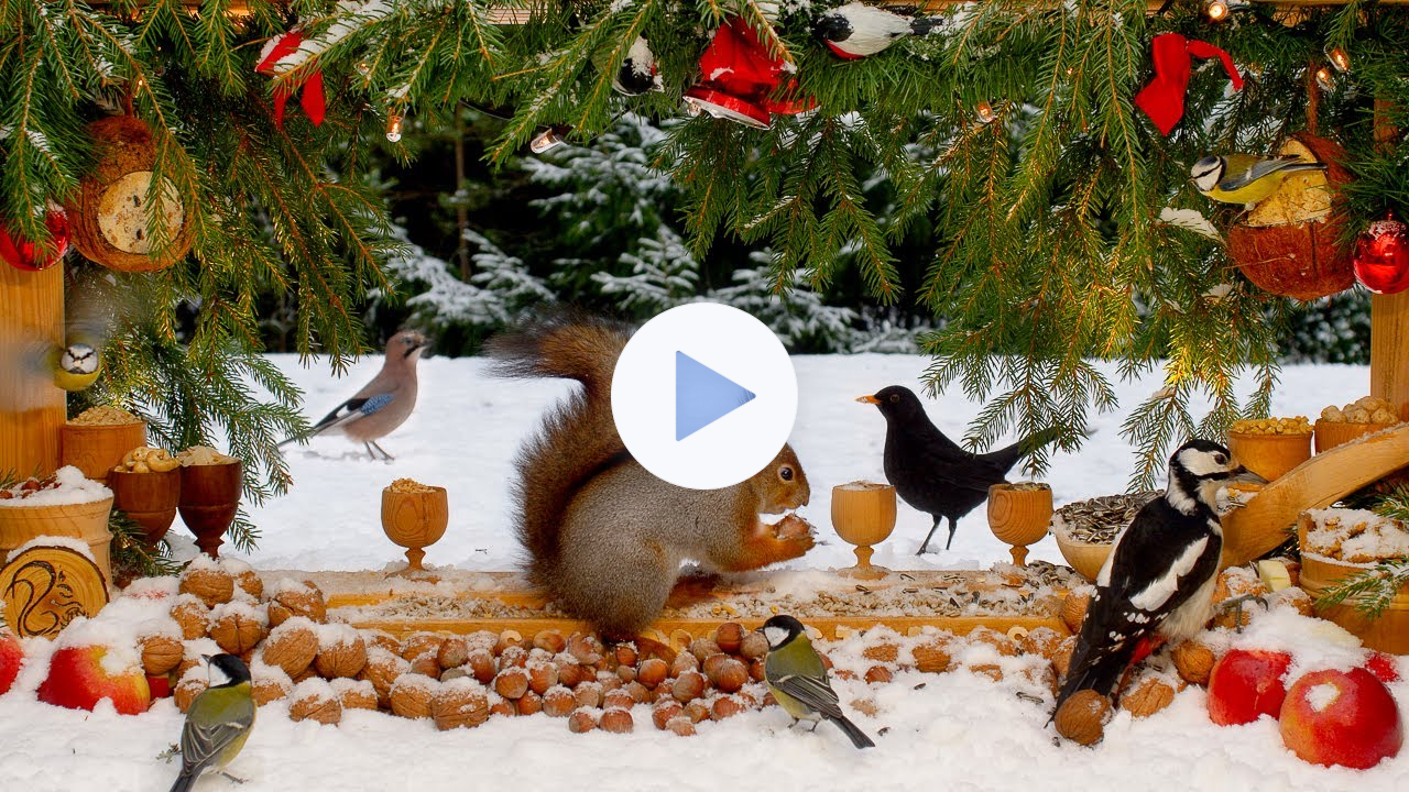 Best for Cats: White Xmas with Red Squirrels & Colorful Birds 10 hours Cat & Dog TV