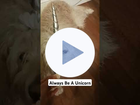 💗🦄MAGICAL UNICORN🦄SEEN IN SALEM MA🦄💗#dog #pets #unicorn #salemmassachusetts #dogshort #goldendoodle