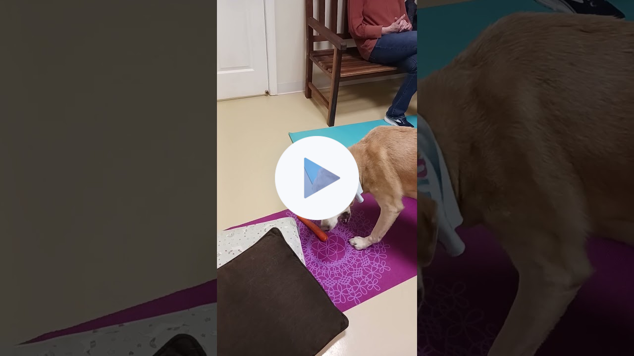 Sammy the Sweetest Lab 🐾 Enjoys His Birthday Carrot 🥕 After His Acupuncture Session 🐕