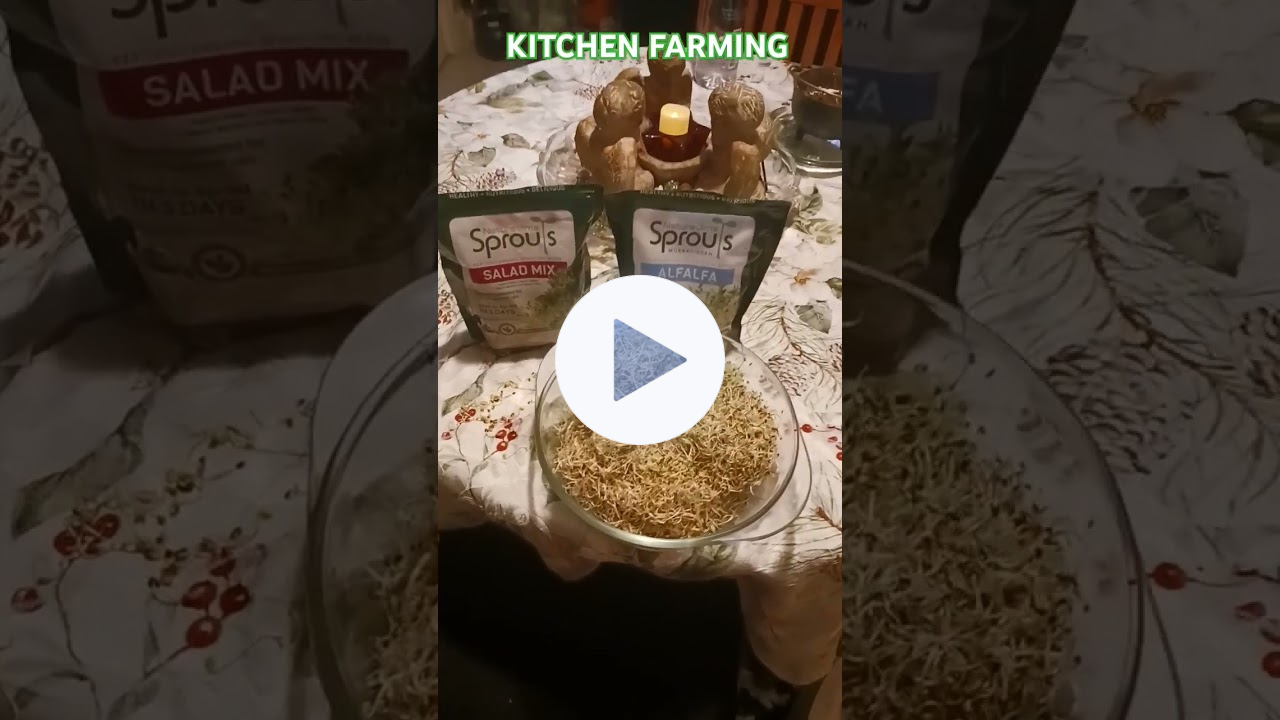 👩‍🌾BE A KITCHEN FARMER🙏@LindaGtheComanchePsychic #indoorgarden #sprouts #garden #salad #farm #vegan