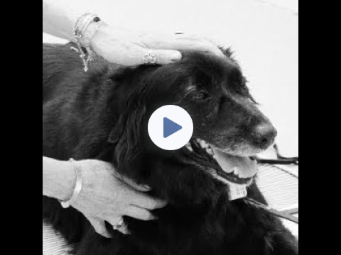 🐾EASE YOUR PET"S PAIN🐾At Home☯️Acupressure vs Acupuncture Tips☯️#dog #pets #animals #dogs #cat #