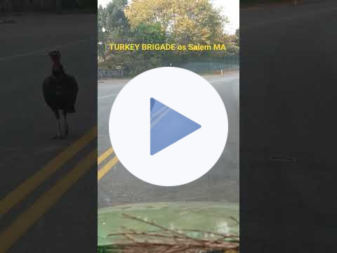 🦃Peck & Run🦃Turkey Brigade Salem MA#turkey #turkeybird #salemmassachusetts #salemma #nature #birds