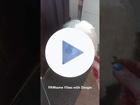 🐾PAWsome Therapy for ALL💖 with Dr. Doogie Howser🐾#pets #dog #doglover #salemmassachusetts #dogs