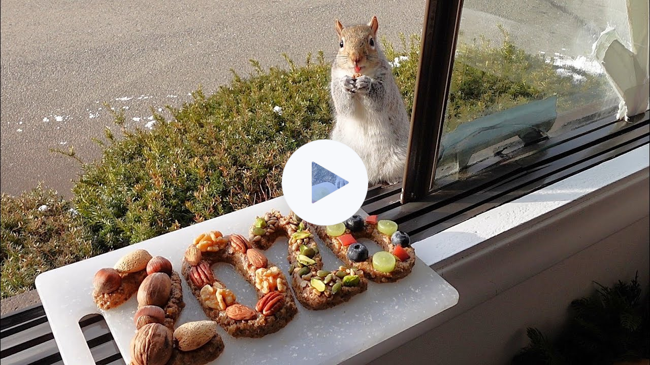 Celebrating the New Year with the squirrels got me emotional