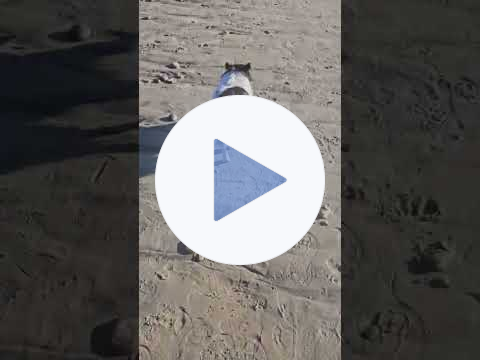 🐾 PEACHES🍑Strolling 🐾Cardiff Beach🏄‍♂️🌊#sandiego #dogbreed #dogs #rescuedog #travelpetsitter #pets